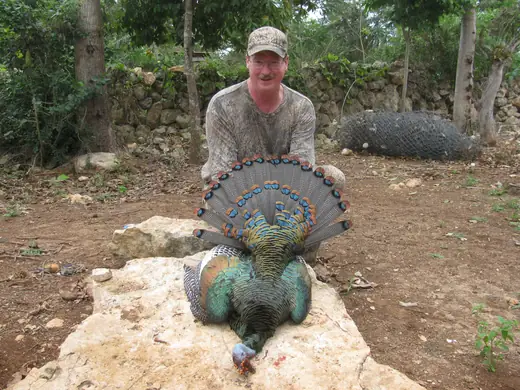 Ocellated Turkey Hunts — photograph from the Gunners Taxidermy gallery