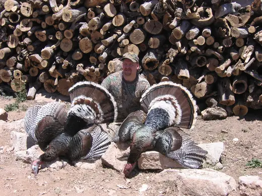 Gould's Turkey Hunts — photograph from the Gunners Taxidermy gallery