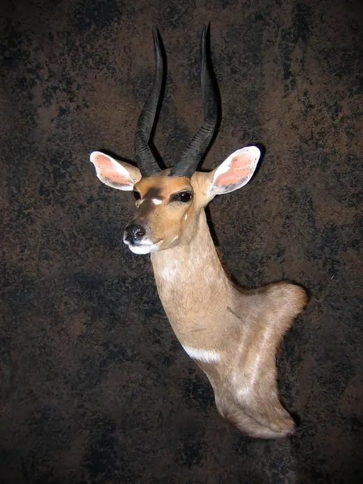 Africa Game Taxidermy — photograph from the Gunners Taxidermy gallery