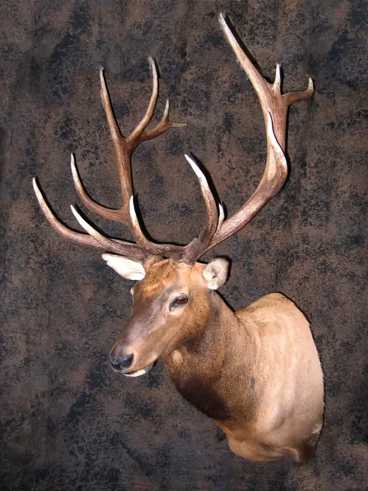 Gamehead Taxidermy — photograph from the Gunners Taxidermy gallery