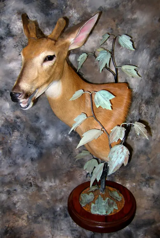 Whitetail Deer Taxidermy — photograph from the Gunners Taxidermy gallery