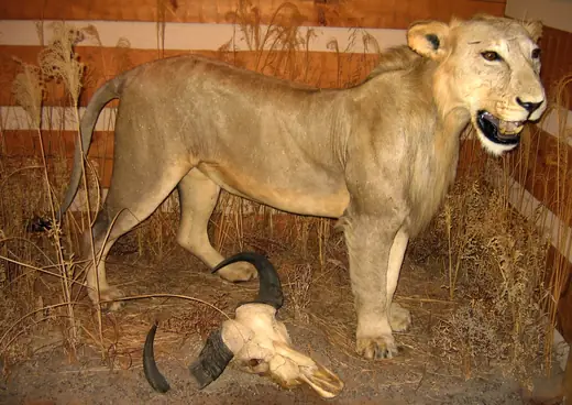 Africa Game Taxidermy — photograph from the Gunners Taxidermy gallery