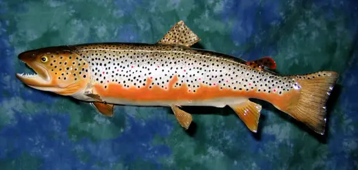 Fish Taxidermy — photograph from the Gunners Taxidermy gallery
