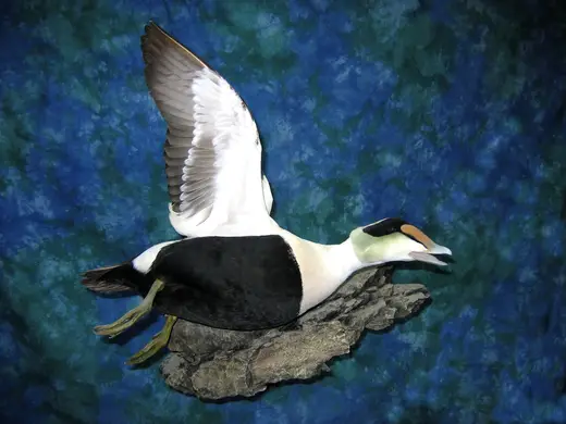 Waterfowl Taxidermy — photograph from the Gunners Taxidermy gallery
