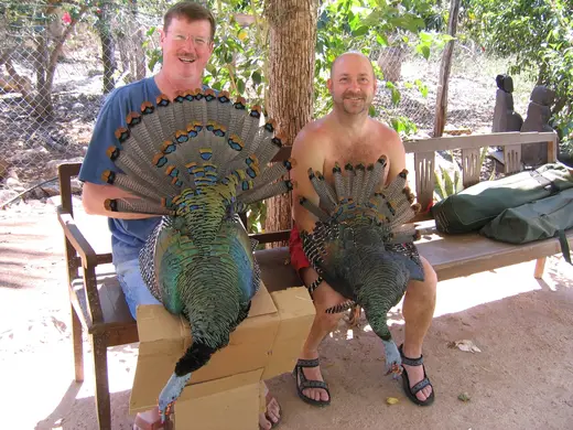 Ocellated Turkey Hunts — photograph from the Gunners Taxidermy gallery