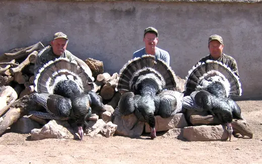 Gould's Turkey Hunts — photograph from the Gunners Taxidermy gallery