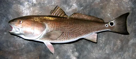 Fish Taxidermy — photograph from the Gunners Taxidermy gallery