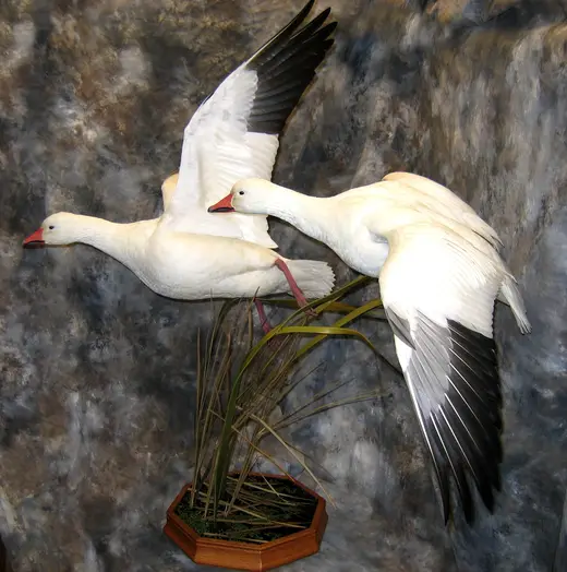 Waterfowl Taxidermy — photograph from the Gunners Taxidermy gallery