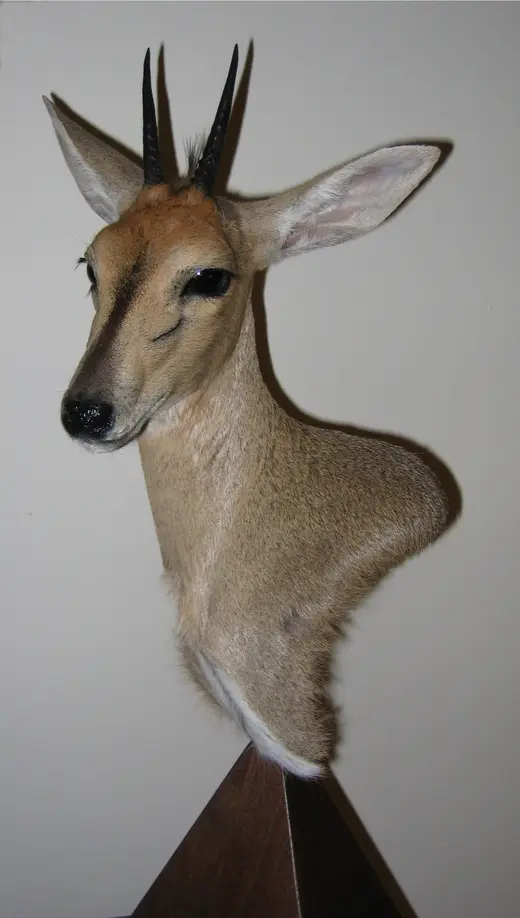 Africa Game Taxidermy — photograph from the Gunners Taxidermy gallery