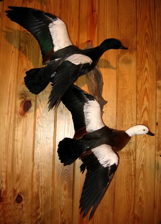 Waterfowl Taxidermy — photograph from the Gunners Taxidermy gallery
