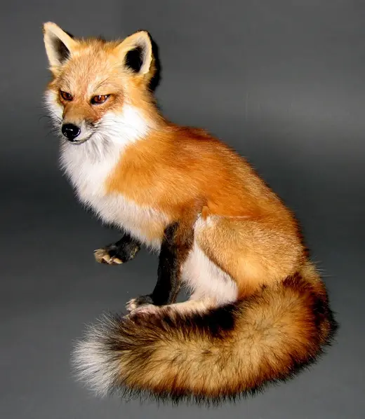 Small Game Taxidermy — photograph from the Gunners Taxidermy gallery