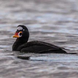 King eider drake illustration for Gunners Taxidermy Alaska sea duck hunts